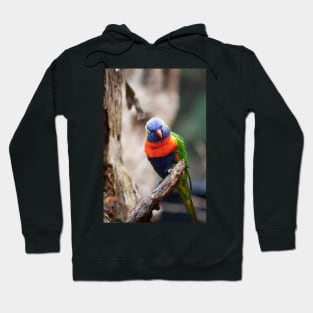 Rainbow Beauty Hoodie